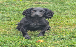 Cocker Spaniel dogs for sale: Working Cocker Spaniel Puppies  - Image 21