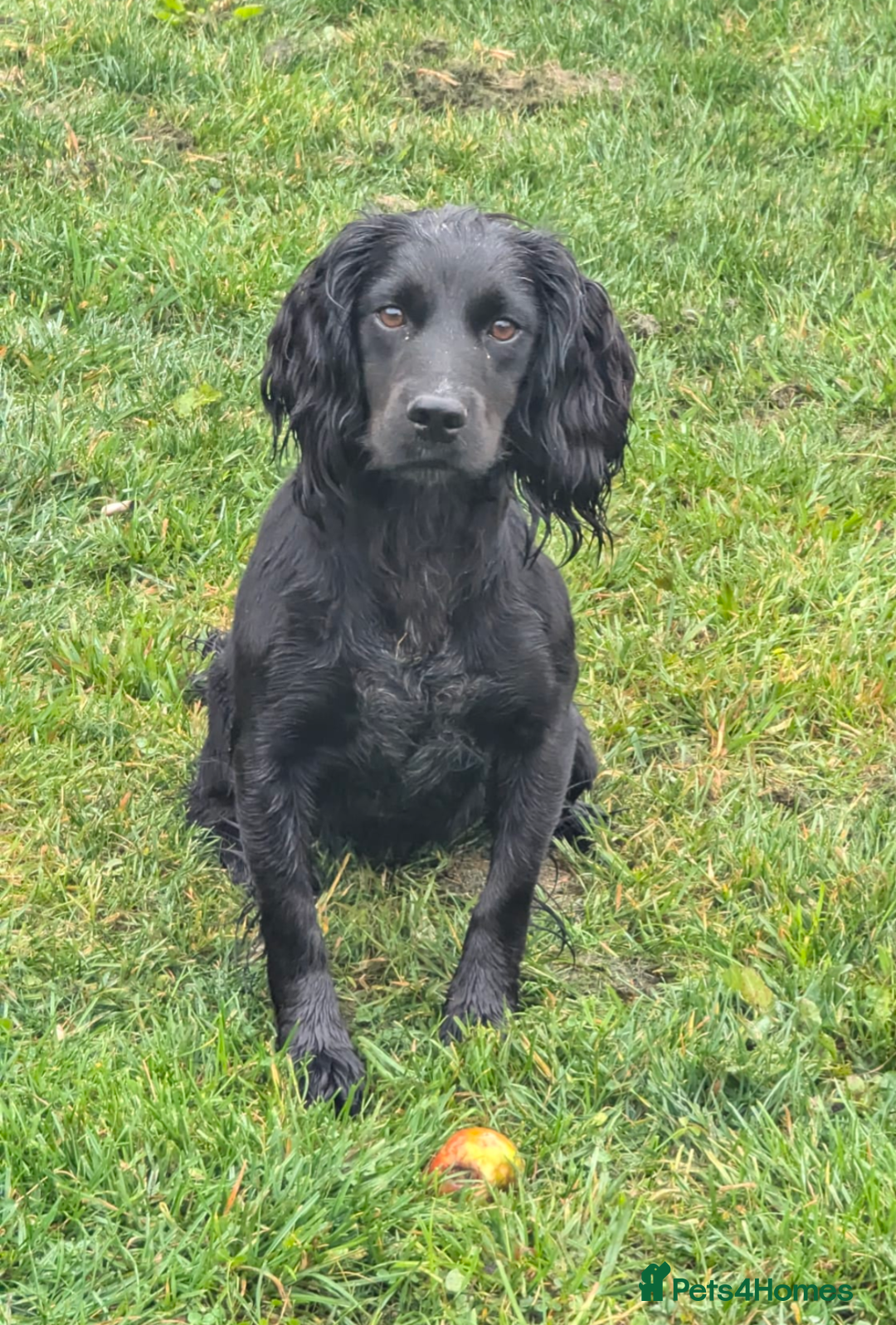 Cocker Spaniel dogs for sale: Working Cocker Spaniel Puppies  - Image 21