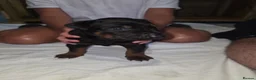 Chinese Red Dog dogs for sale: Stunning Chinese Red Dog Puppies. in Manchester - Advert 7