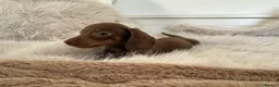 Miniature Dachshund dogs for sale: ✨MINI DACHSHUNDS ✨BOTH PARENTS KC✨ - Advert 15