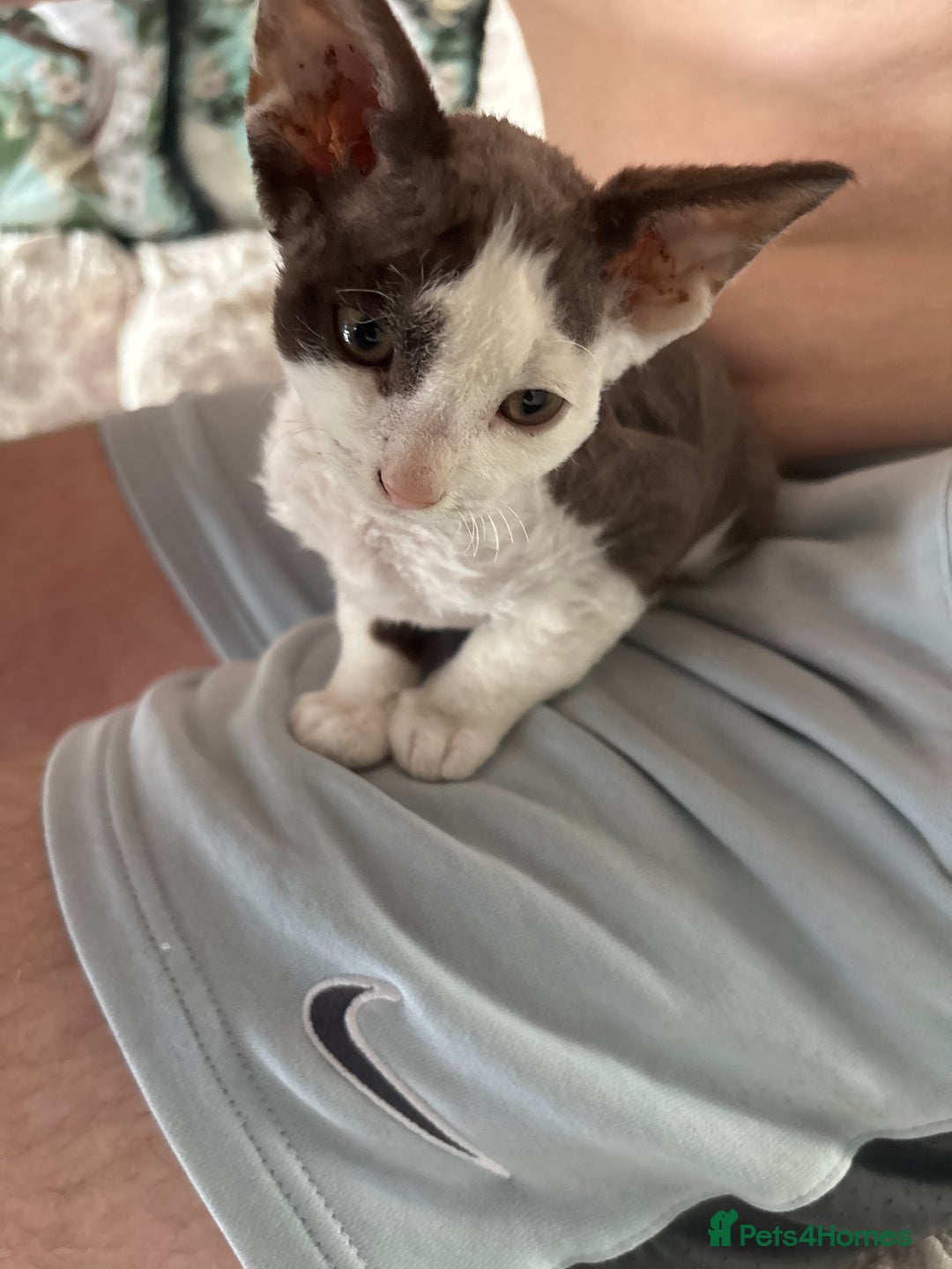 Devon Rex cats for sale: Kittens  - Image 2