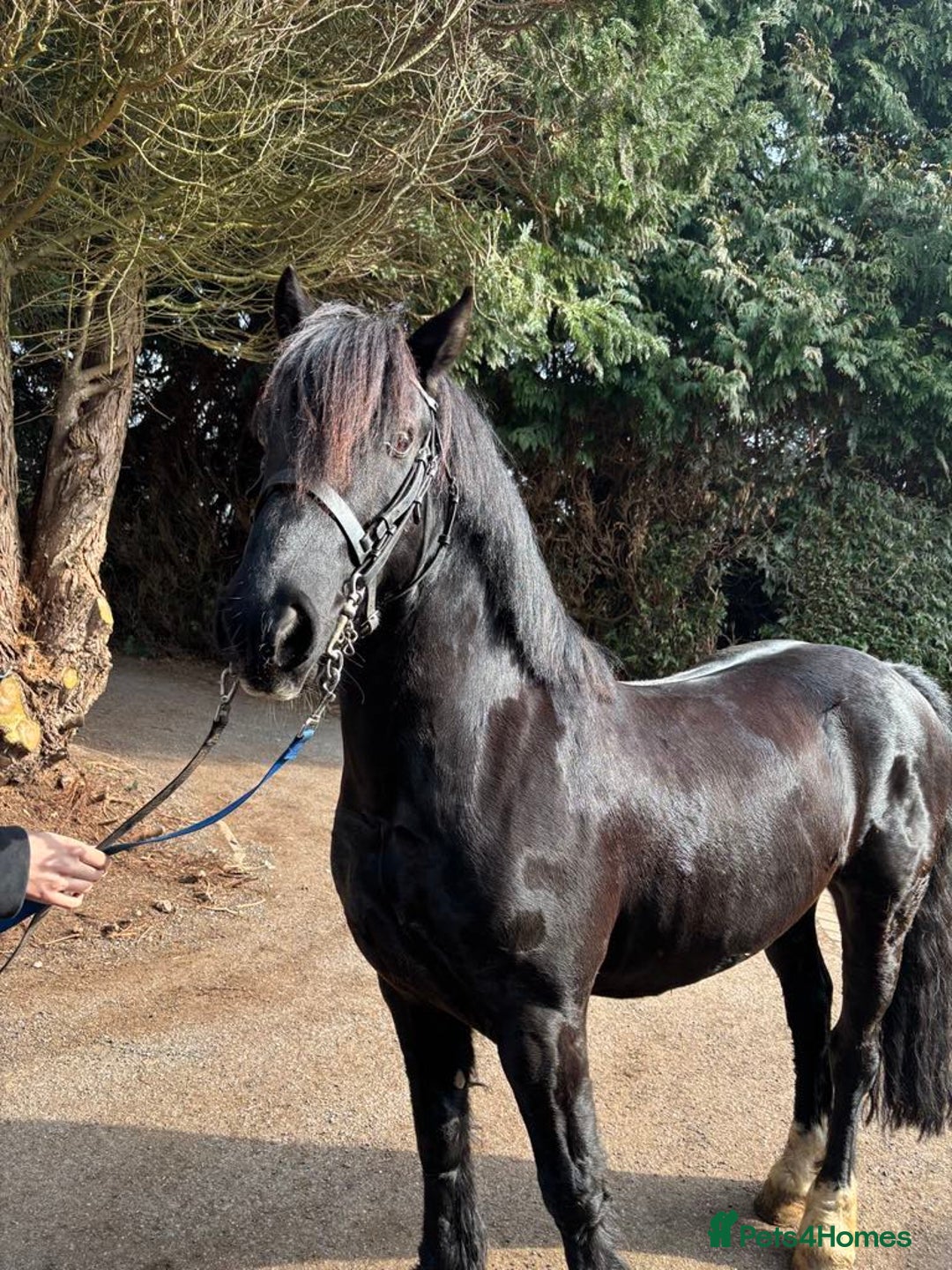 Welsh Section C horses for sale: Welsh C - Advert 1