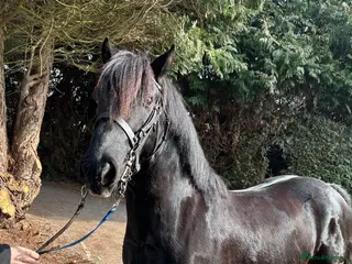 Welsh Section C horses Welsh C - Advert 11