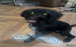 Mixed Breed dogs for sale: 8 month huntaway x poodle - Ted - Image 2