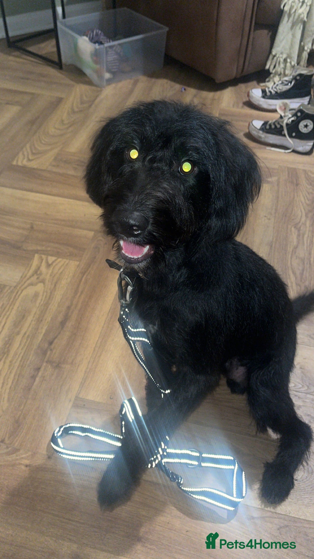 Mixed Breed dogs for sale: 8 month huntaway x poodle - Ted - Image 2