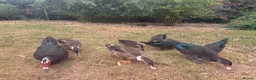 Ducks poultry for sale: Muscovy Ducks for sale - Male & Female - Advert 29
