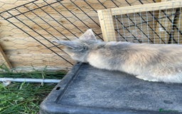 Lionhead rabbits for sale: Lion head  - Image 35