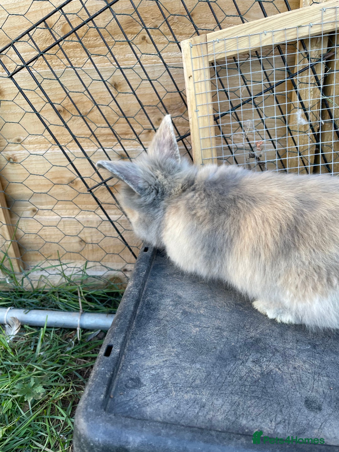 Lionhead rabbits for sale: Lion head  - Image 35