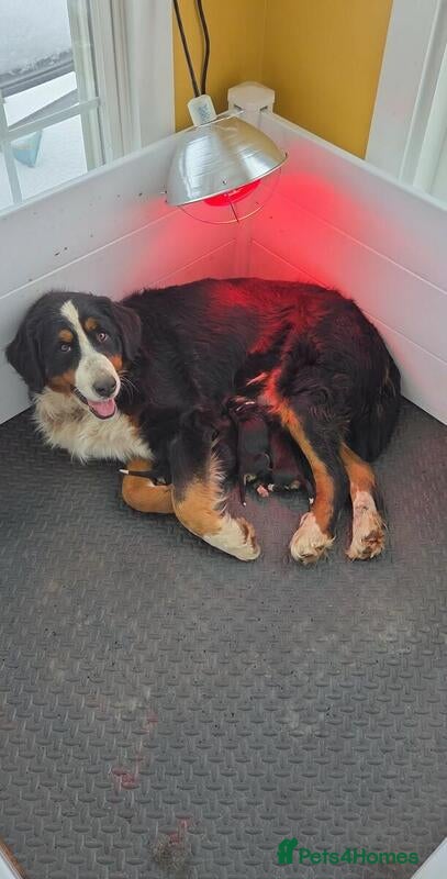 Bernese Mountain Dog dogs Bernese Mountain Dog Pupps - Advert 1