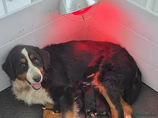 Bernese Mountain Dog dogs Bernese Mountain Dog Pupps - Advert 3