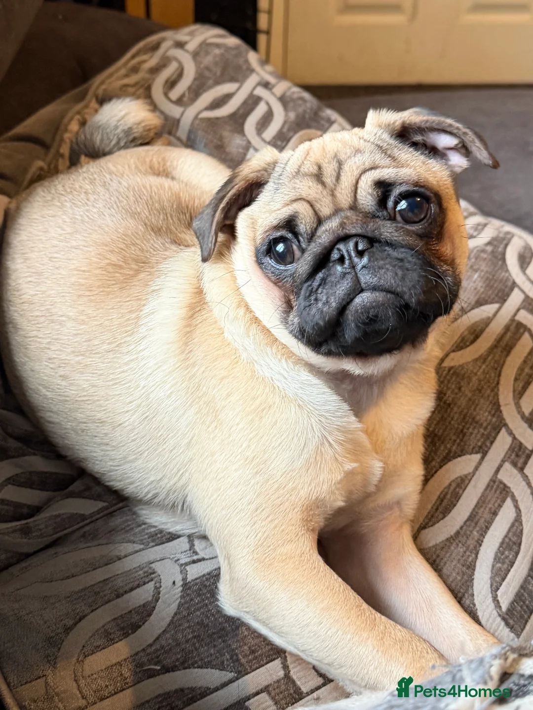 Pug dogs for sale: 8 month old Pug puppy - Advert 2