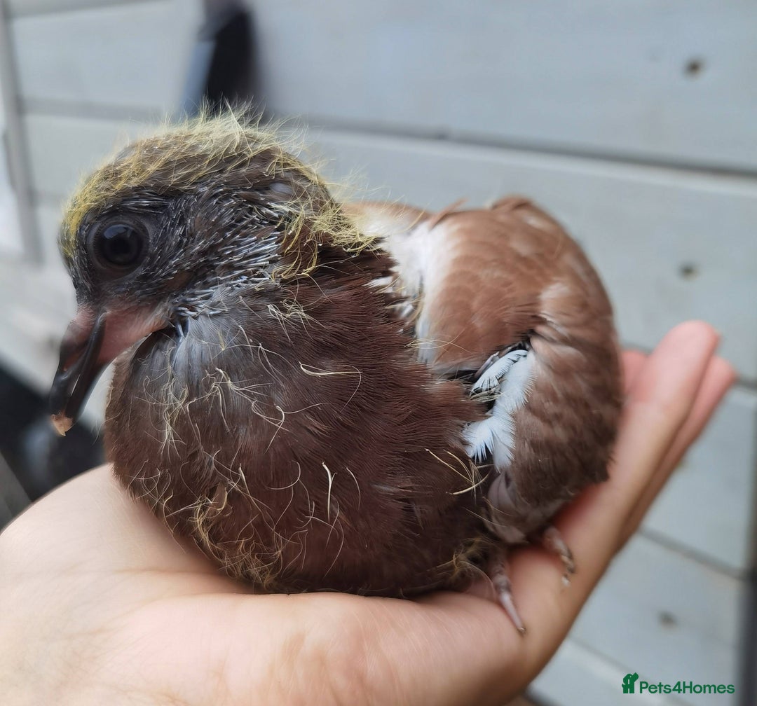 Pigeons birds for sale: Pigeon (Ash Red Check) - [Semi Hand-Raised Baby] - Image 6