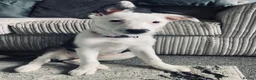 Border Collie dogs for sale: Alaska  - Advert 1