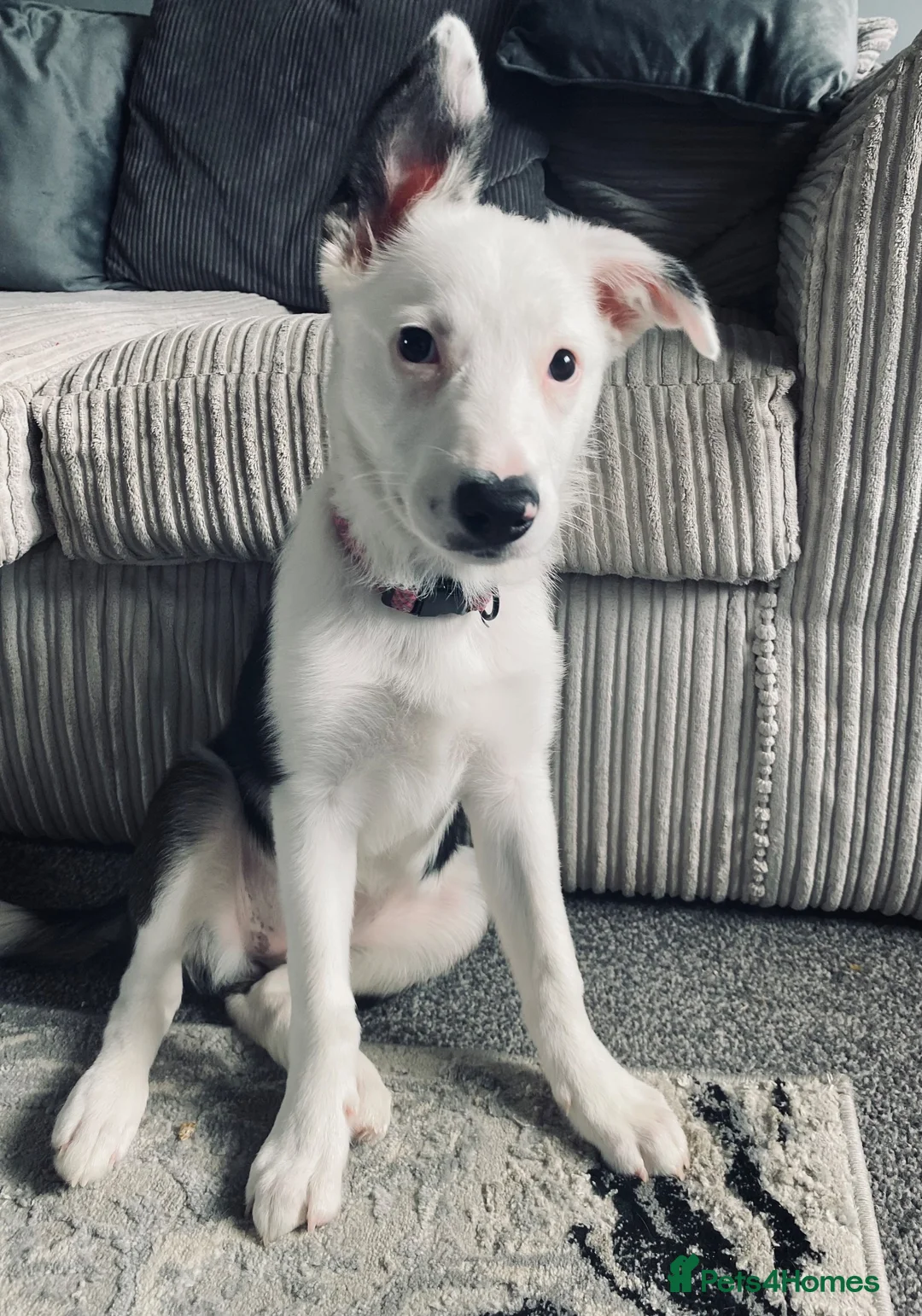 Border Collie dogs for sale: Alaska  - Advert 1