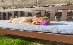 English Bulldog dogs for sale: Our last girl reduced KC reg English bulldog puppy - Image 14
