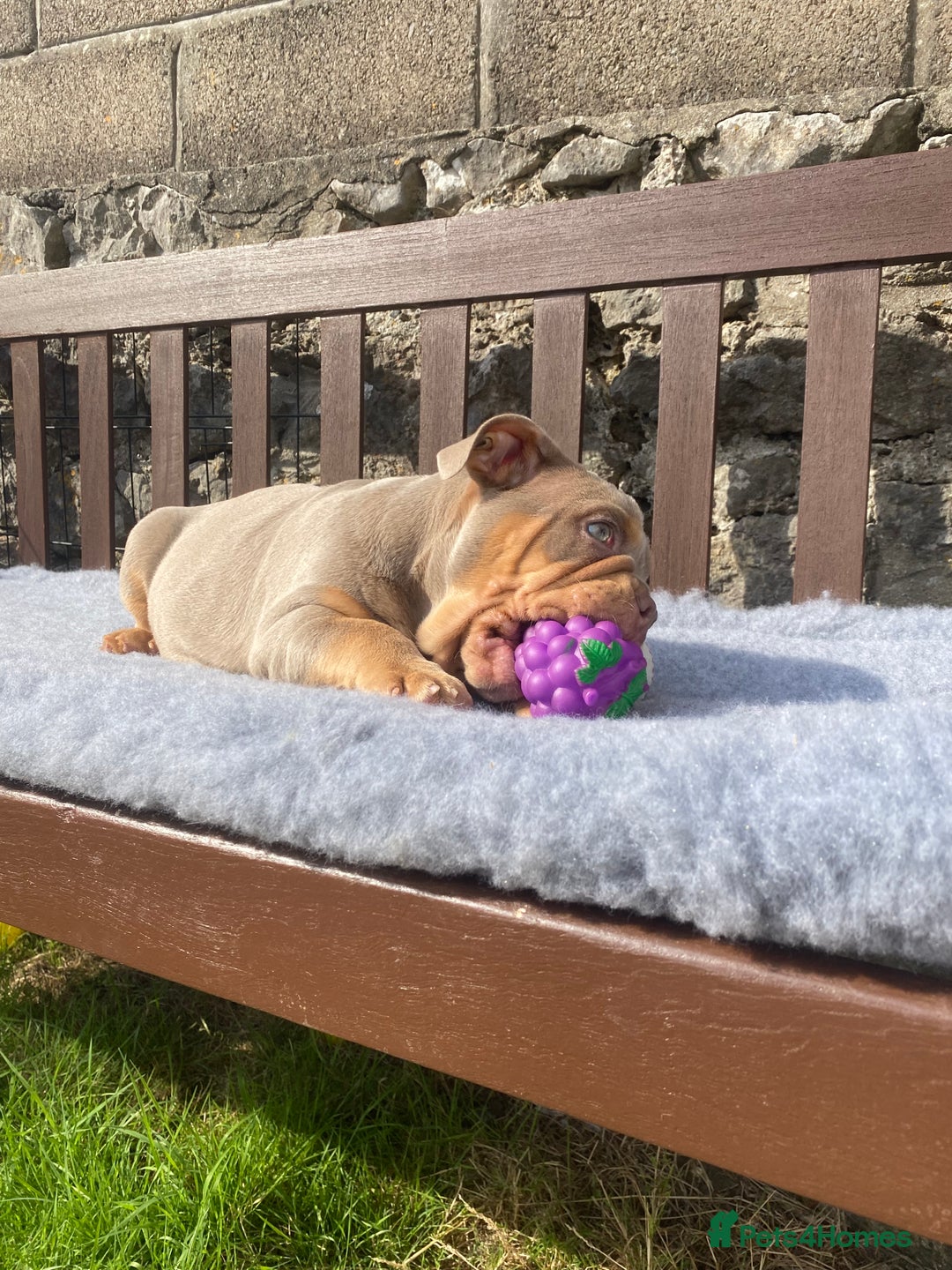 English Bulldog dogs for sale: Our last girl reduced KC reg English bulldog puppy - Image 14
