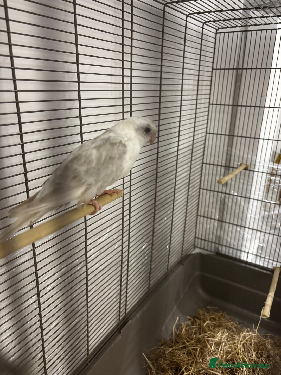 Conures birds for sale: TURQOISE PARROT / PERLY WHITE - Image 7