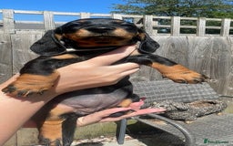 Miniature Dachshund dogs for sale: Beautiful Miniature Daschunds  - Image 26