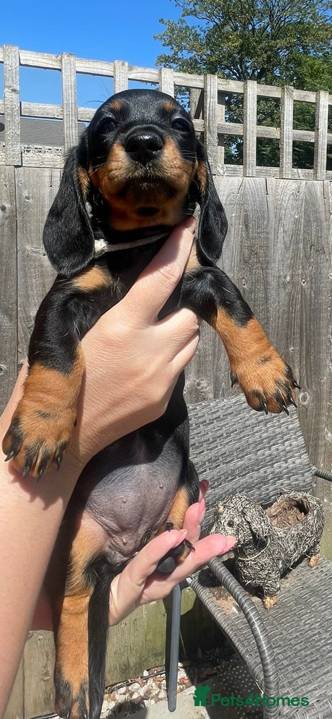 Miniature Dachshund dogs for sale: Beautiful Miniature Daschunds  - Image 26