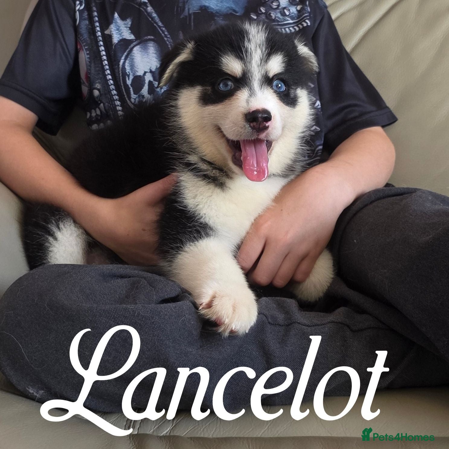 Pomsky dogs F3 Pomsky Puppies - Ready 7th July - Advert 9