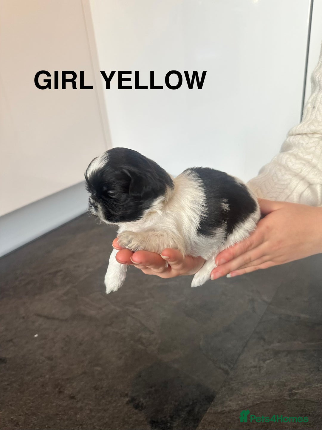 Shih Tzu dogs for sale: Shih Tzu puppies - Advert 12