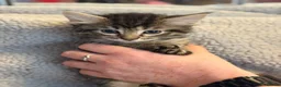 Mixed Breed cats for sale: Beautiful kittens looking for homes - Advert 5