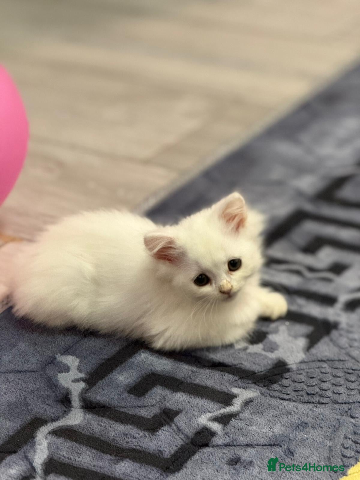 Mixed Breed cats White Persian mixed breed  - Advert 11