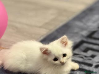Mixed Breed cats White Persian stunning - Advert 1