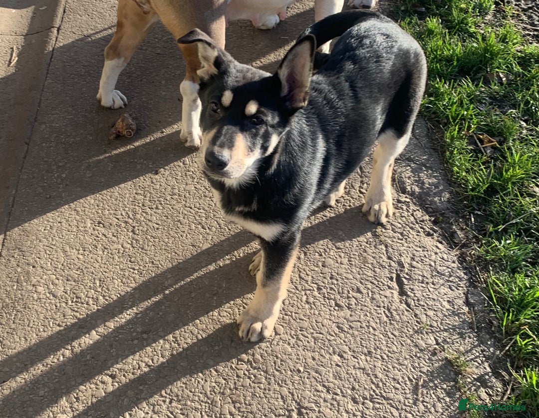 German Shepherd dogs for sale: German Shepherd Puppy - Advert 4