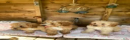 Cavapoochon dogs for sale: Gorgeous F1b Cavapoochon puppies - Advert 15