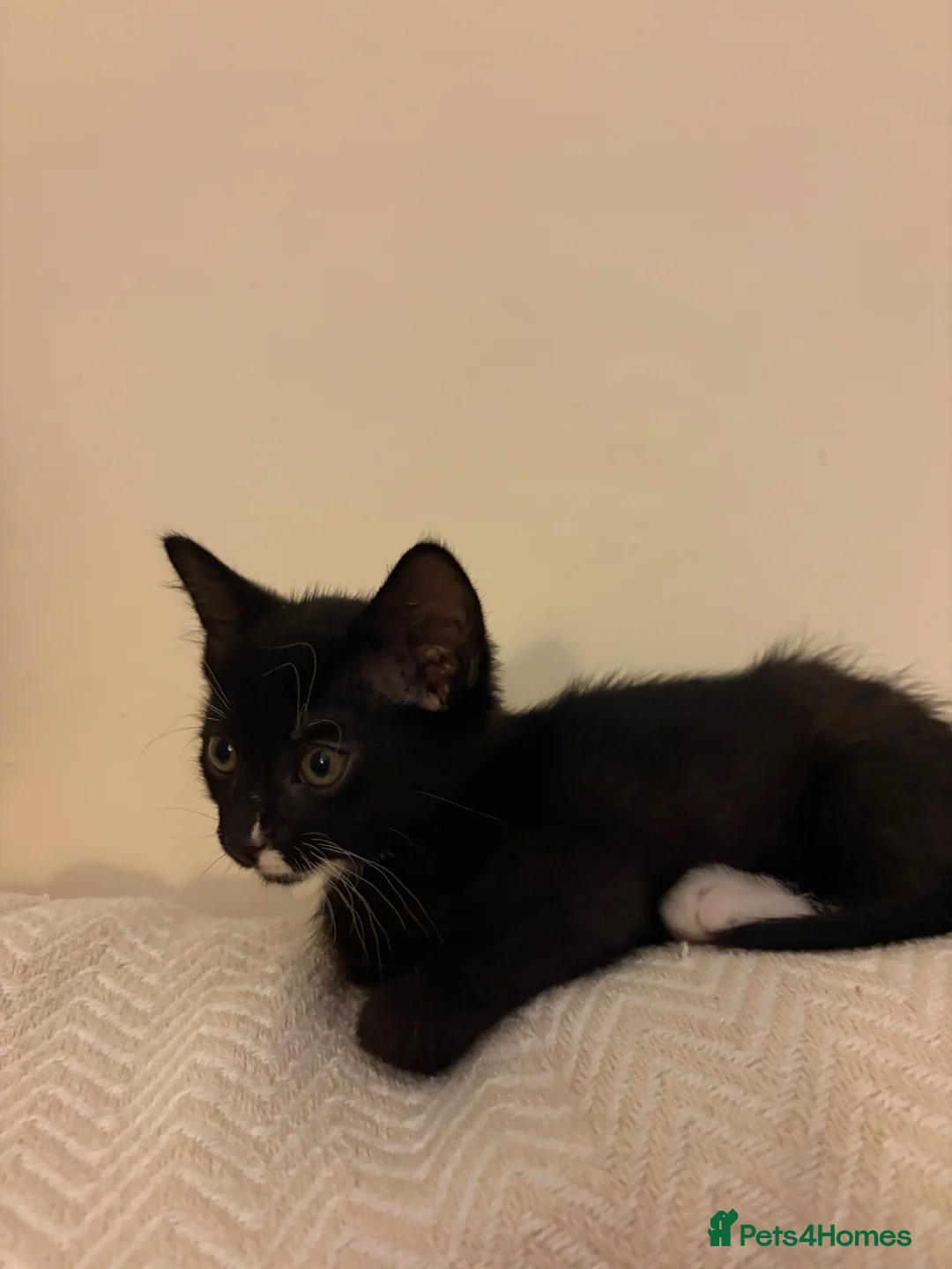 Mixed Breed cats for sale: Black Male Kitten  in Barnoldswick - Advert 2