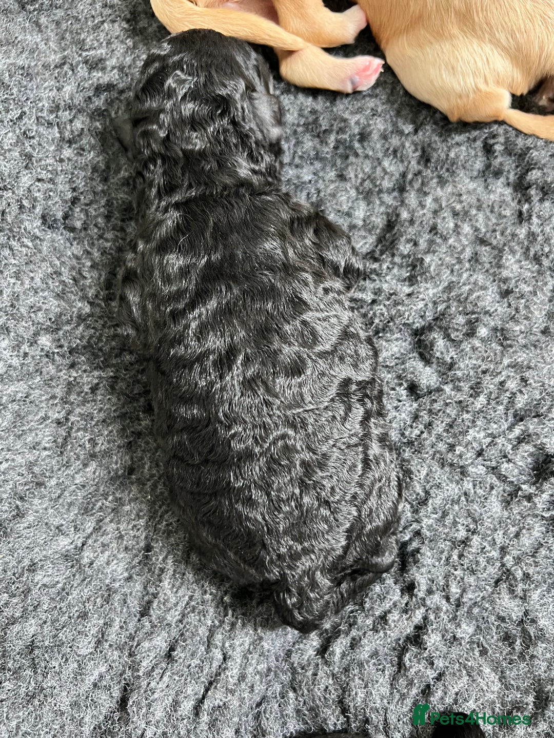 Cavapoo dogs for sale: F1B OUTSTANDING RARE RAINBOW 🌈 BABIES (Cavapoo)  - Image 8