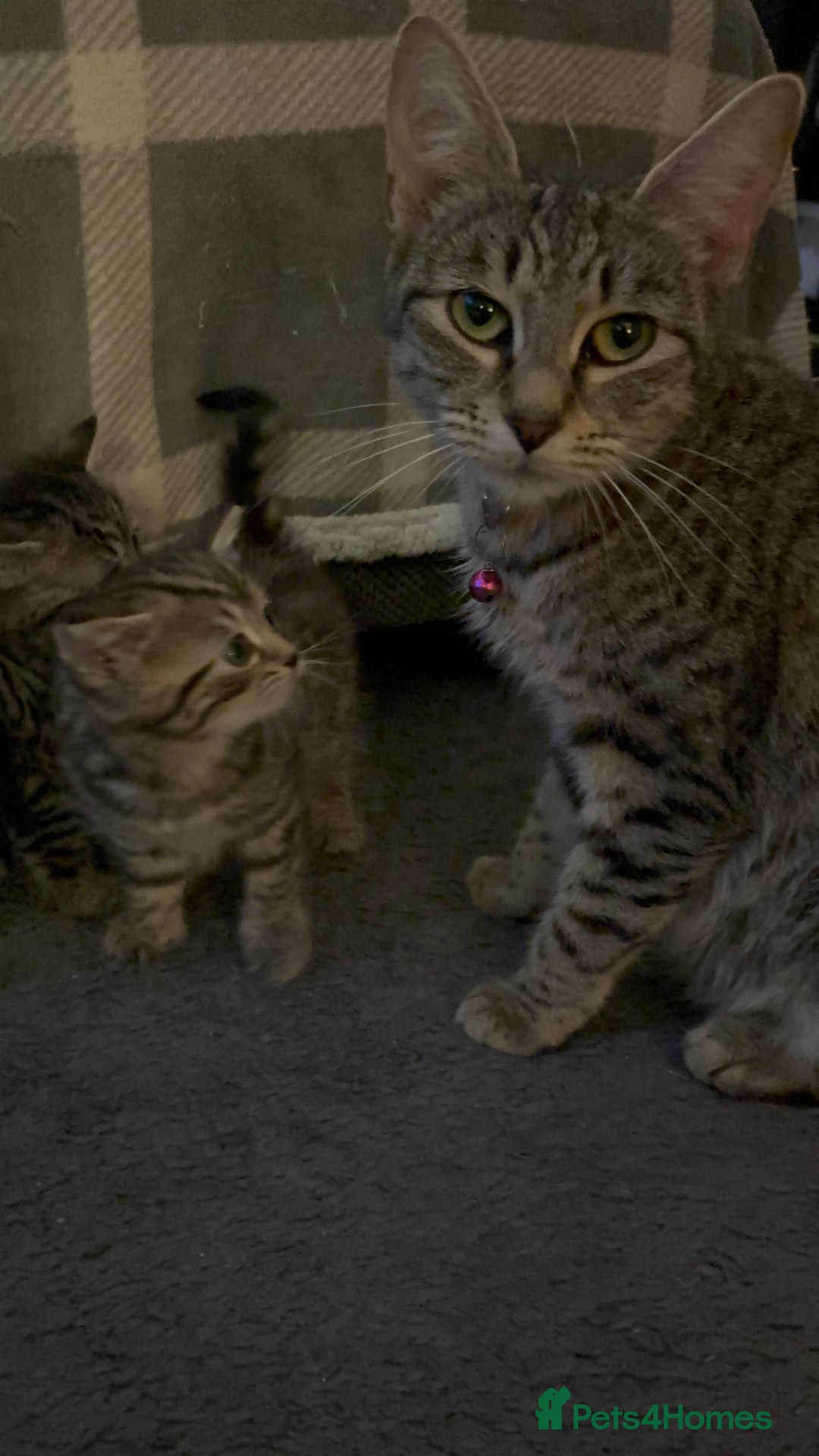 Bengal cats for sale: Bengal Cross and Blue Long haired boy - Image 7