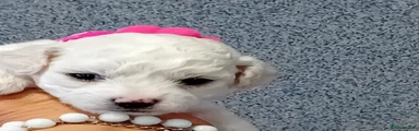 Bichon Frise Puppy (Pink)