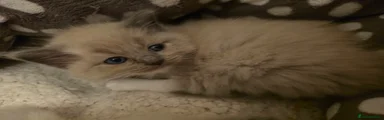 Ragdoll Kitten 5 white collar 🤍