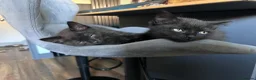 Mixed Breed cats for sale: Twin females - Advert 28