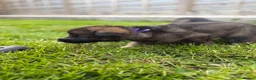 German Shepherd dogs for sale: 🐾 Working line German Shepherd puppies 🐾  - Advert 21