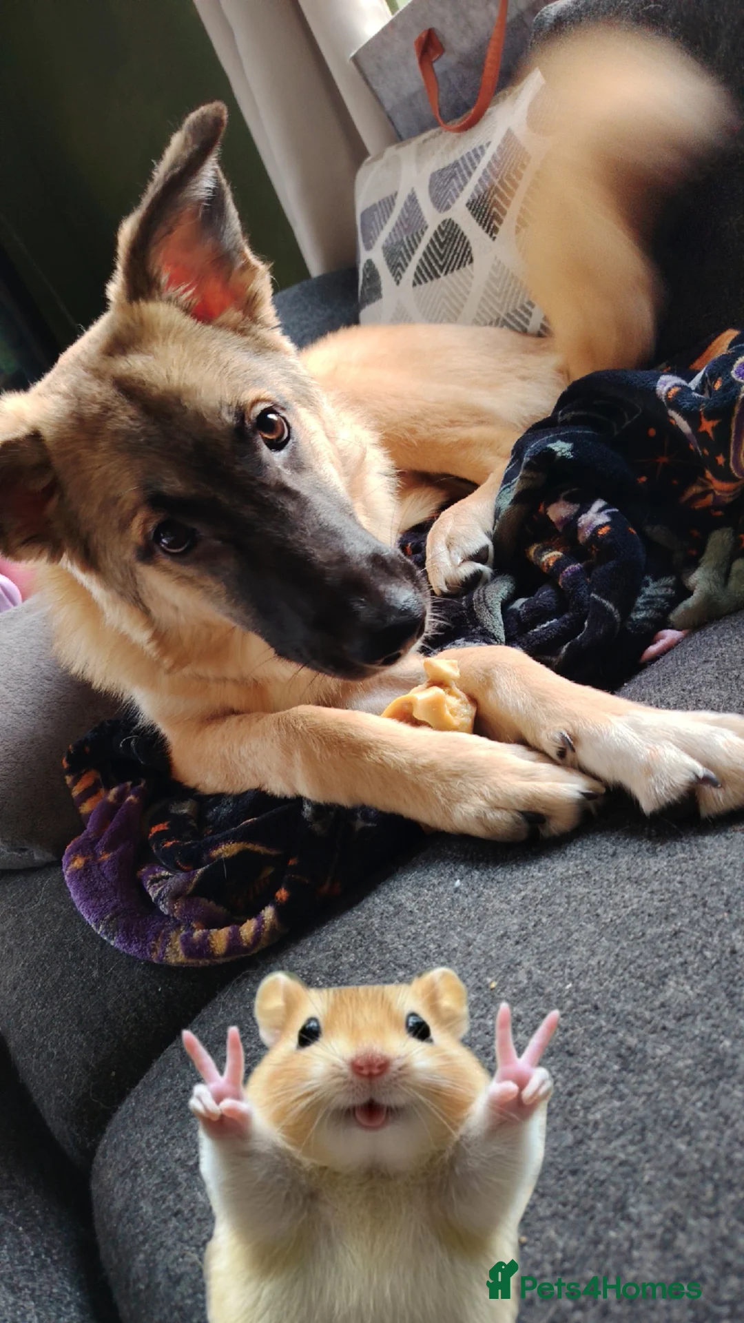 Mixed Breed dogs for sale: 7 month German Shepherd X kangal in Winchester - Advert 1