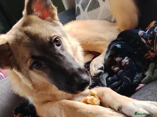 Mixed Breed dogs 7 month German Shepherd X kangal - Advert 2