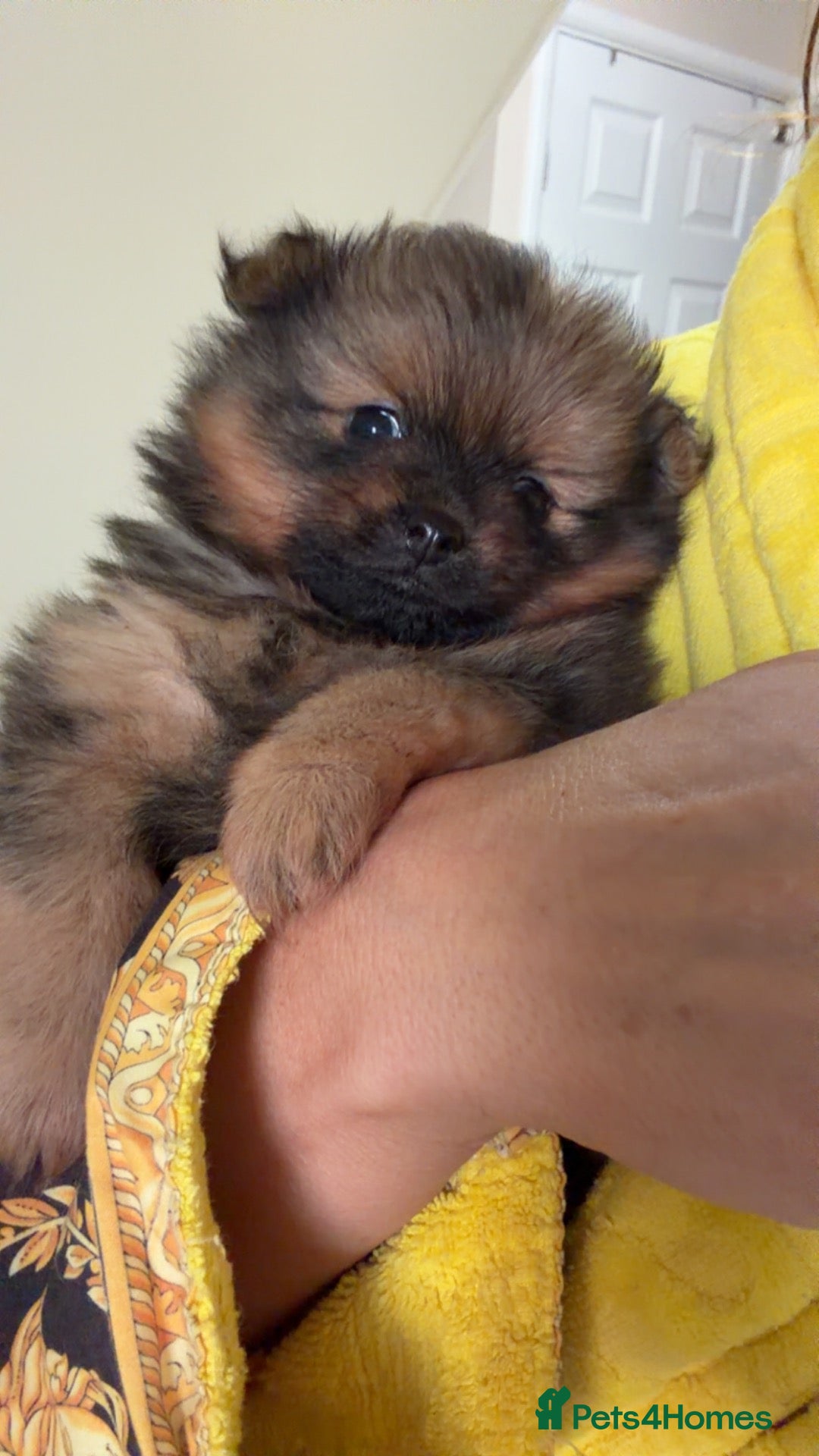 Pomeranian dogs One tiny precious Baby boy  🩵 - Advert 16