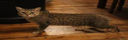 Savannah cats for sale: Stunning F4 Savannah Girl Seeking the Perfect Home - Advert 5