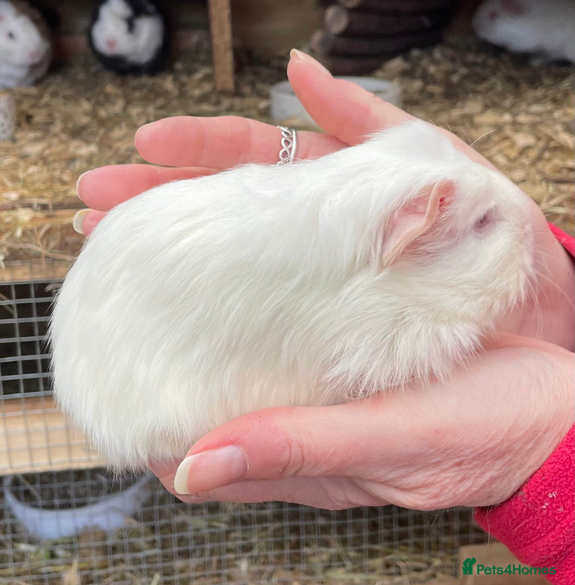 Guinea Pig rodents SWEET NATURED BONDED BABY GUINEA PIGS - Advert 14