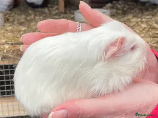Guinea Pig rodents SWEET NATURED BONDED BABY GUINEA PIGS - Advert 14