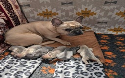 French Bulldog dogs for sale: ADORABLE FRENCH BULLDOG PUPPIES READY SOON! - Image 6