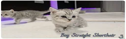 Scottish Fold cats for sale: Scotish fold kittens - Advert 6