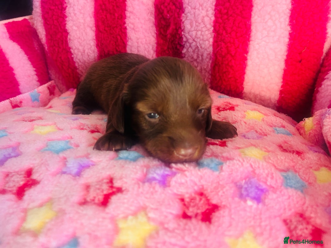 Miniature Dachshund dogs for sale: Stunning minature dachshund puppies - Image 19