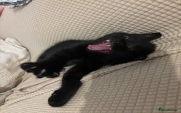 Mixed Breed cats for sale: Ragdoll/domestic shorthair  - Image 27