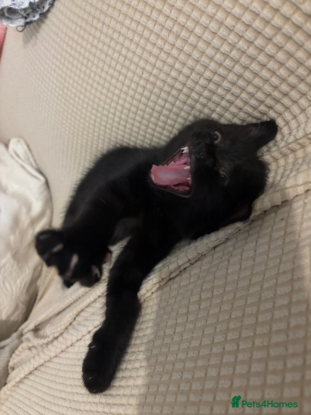 Mixed Breed cats for sale: Ragdoll/domestic shorthair  - Image 27