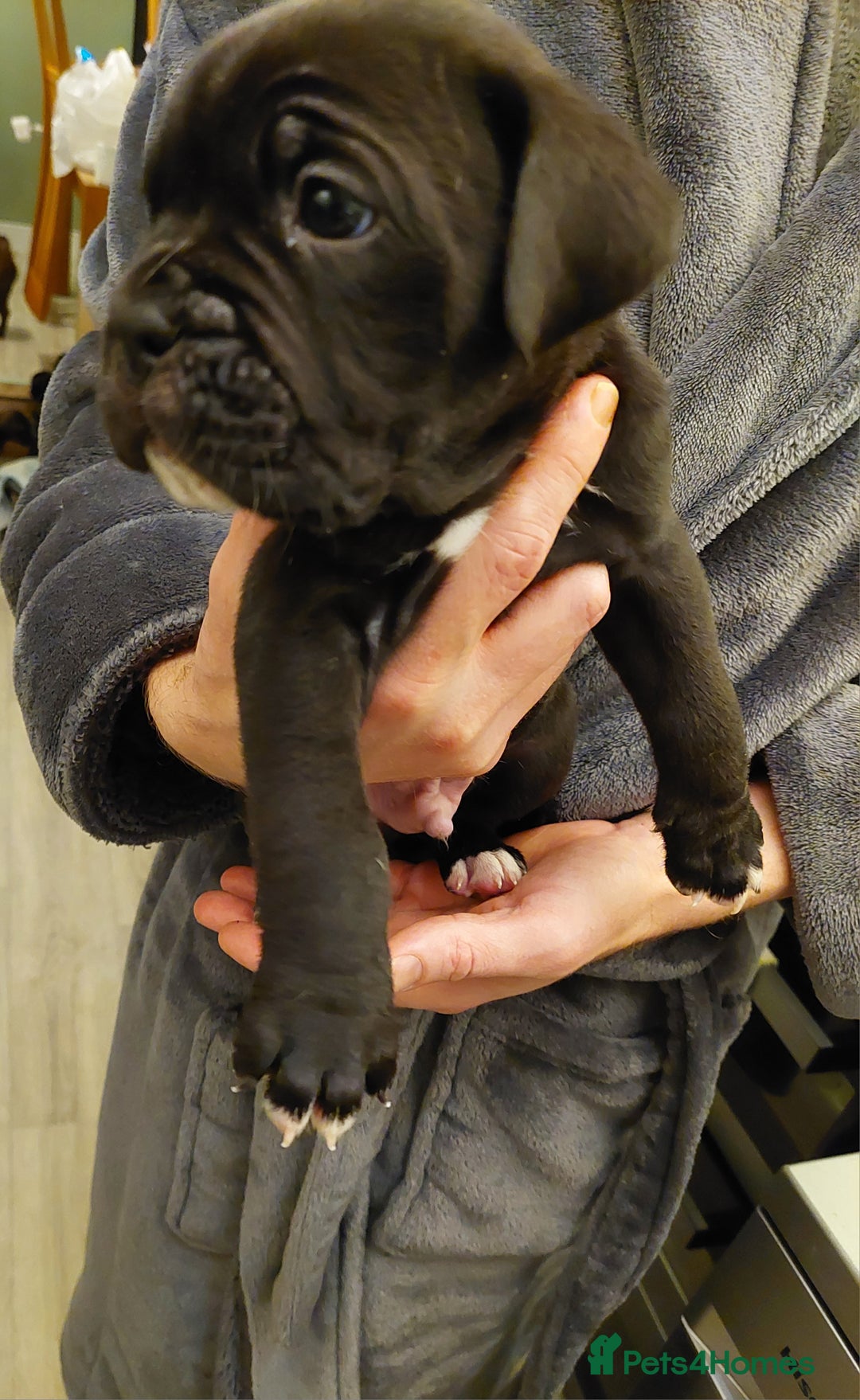 Mixed Breed dogs for sale: Cane Corso cross American bulldog puppy's  - Advert 29