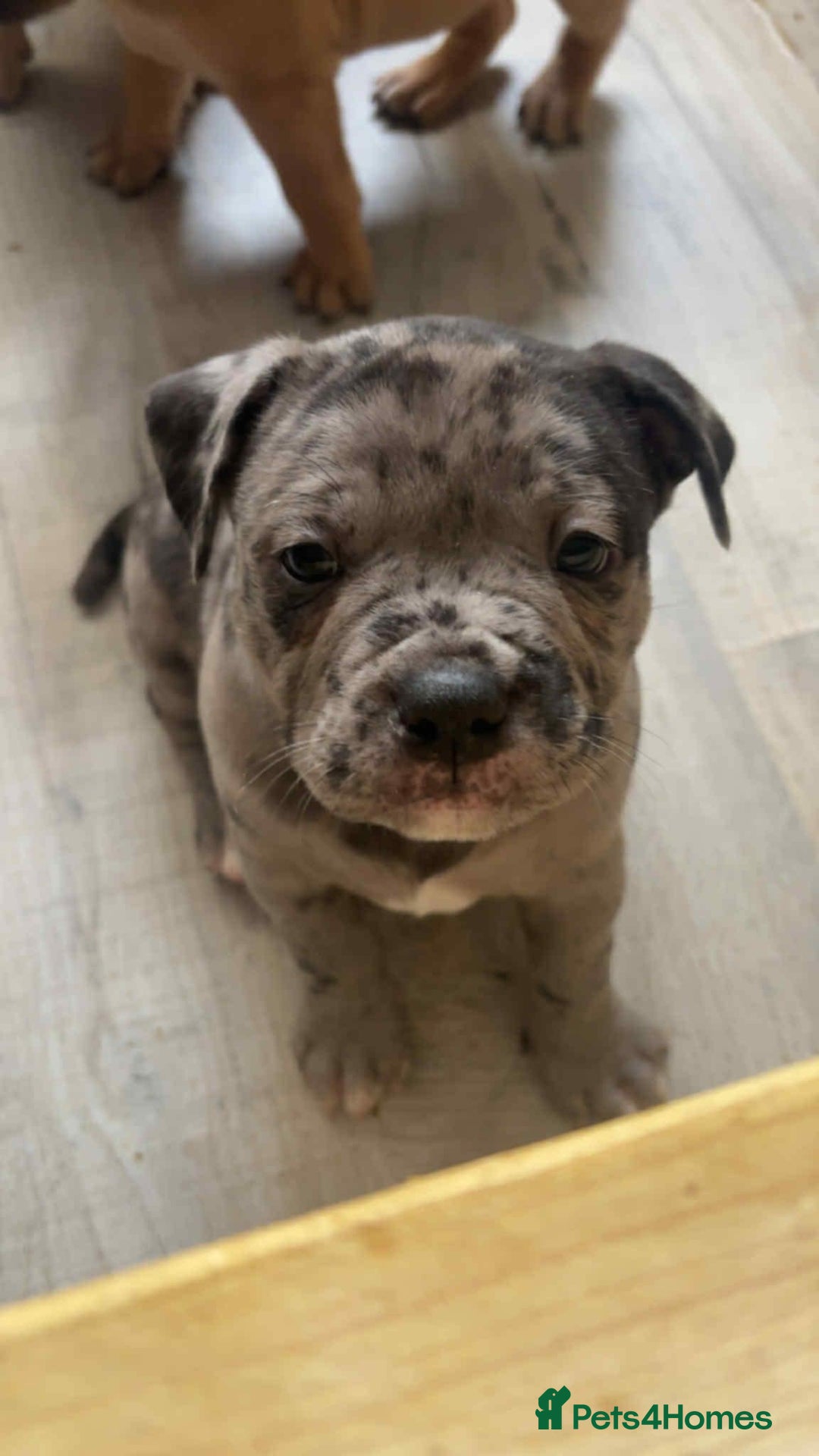 Mixed Breed dogs for sale: Beautiful pups with stunning markings  - Image 25